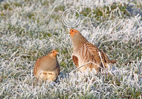 Pair of Grey Partridges in the Frost